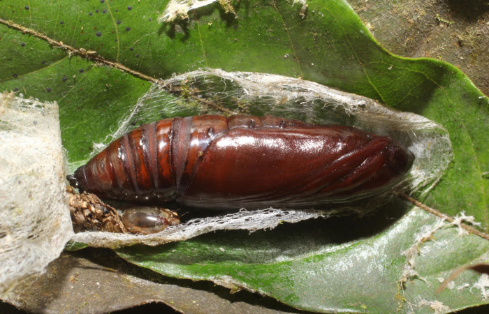 Fig. 21. Pupa vista latera  de <i>Strophocerus</i> albonotatusICG01 (Notodontidae). Voucher:24-SRNP-66282-DHJ791894.JPG