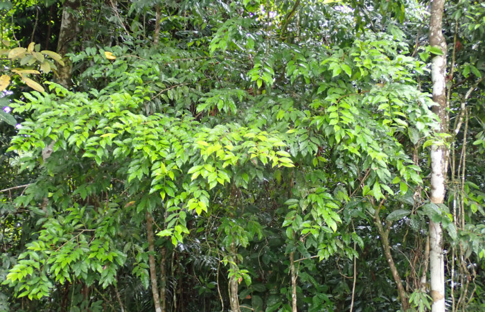 Fig. 17. <i>Hirtella triandra</i> (Chrysobalanaceae). Planta hospedera de <i>Strophocerus</i> albonotatusICG01 (Notodontidae).Foto> Duvalier Briceño, Mayo 2025.