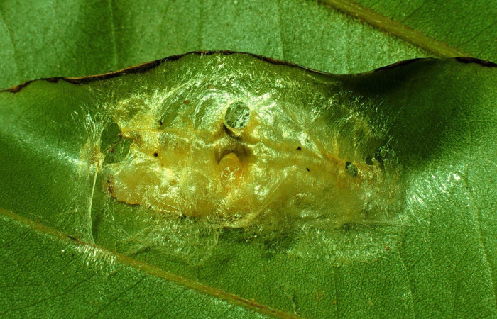  Prepupa en posición dorsal de <i>Dalcerides alba</i> (Dalceridae). Sector Santa Rosa, Estero Naranjo. Voucher 93-SRNP-3831-DHJ26260.jpg.
