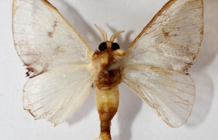  Adulto en posición ventral de <i>Dalcerides</i> albaDHJ02 (Dalceridae). Sector Pitilla, Calma. Voucher 13-SRNP-71853-DHJ590213.
