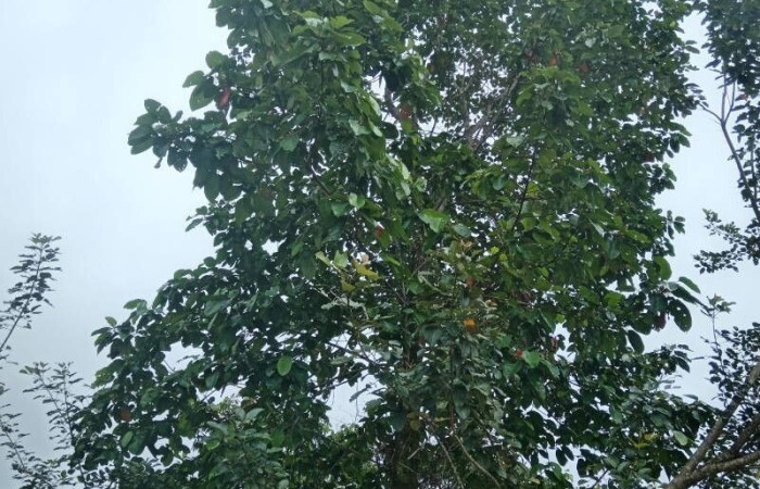 Árbol de <i>Hieronyma alchorneoides</i> (Phyllantaceae). Planta hospedera de <i>Dalcerides alba</i>(Dalceridae). Foto tomada de PlantNet. Área vede Conservación Guanacaste, Costa Rica.