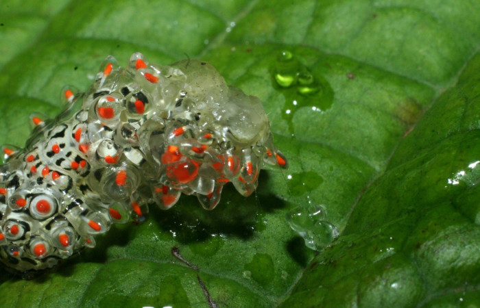  Larva en posición dorsal de <i>Acraga coa</i> (Dalceridae), U estadio. Sector Rincon Rain Forest, Vochysia Voucher 09-SRNP-41310-DHJ459583.jpg.
