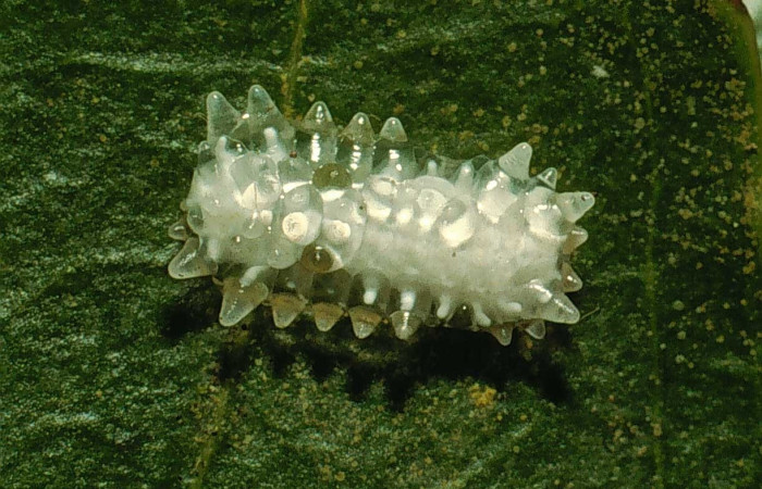  Larva en posición dorsal de <i>Acraga hamata</i> (Dalceridae), U estadio. Sector Cacao, Estación CacaoVoucher 95-SRNP-347-DHJ21599.jpg.
