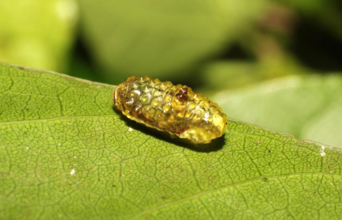  Larva en posición dorsal de <i>Dalcerides alba</i> (Dalceridae), U estadio. Sector Santa María, Sendero Fosa Voucher 17-SRNP-35617-DHJ734529.jpg.
