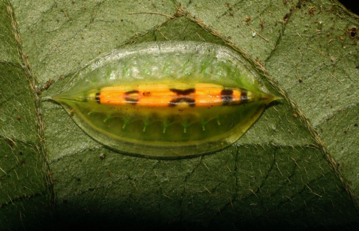  Larva en posición dorsal de <i>Epiperola paida</i> (Limacodidae), U estadio. Sector Pitilla, Sendero Laguna. Voucher 08-SRNP-32267-DHJ445970.jpg.
