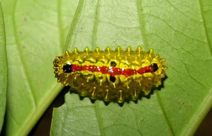  Larva en posición dorsal de <i>Acraga</i> melindaDHJ02 (Dalceridae), U estadio. Sector Rincón Rain Forest, Finca Aurita. Voucher 06-SRNP-42939-DHJ417076.jpg.
