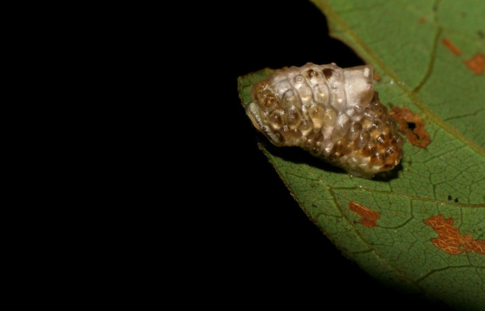  Larva en posición lateral de <i>Dalcerides gugelmanni</i> (Dalceridae), U estadio. Sector Pitilla, Pasmompa. Voucher 06-SRNP-33734-DHJ416321.jpg.
