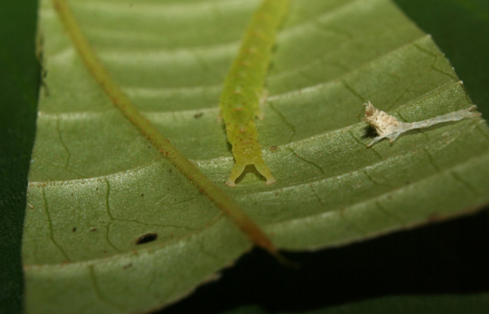 Fig.2  Larva <i>Antiblemma phoenicopyra</i> en último estadío mostrando la parte propatas.  Voucher: 12-SRNP-70521-DHJ495022.jpg