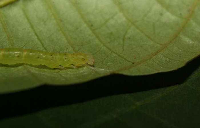 Fig.4 Larva <i>Antiblemma phoenicopyra</i> en último estadío mostrando la parte lateral  caracteristica glabra del cuerpo.Voucher: 12-SRNP-70521-DHJ495023.jpg