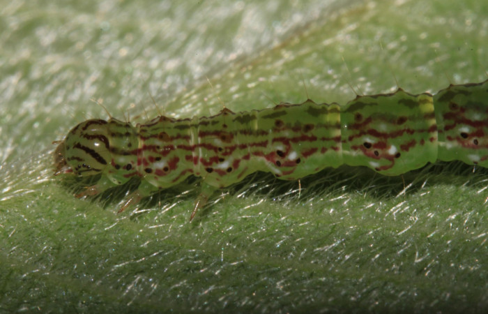 Fig.5 Larva <i>Antiblemma fuscireticulata</i> en último estadío mostrando la parte lateral, comparación entre especies .Voucher: 14-SRNP-31654-DHJ721442.jpg