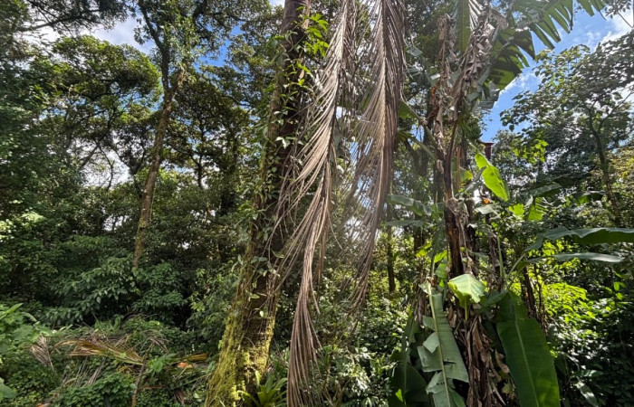 Figura 2. <i>Cocos nucifera</i> (Arecaceae), planta hospedera de <i>Rhynchophorus palmarum</i> (Curculionidae), Estación Biológica San Gerardo. Foto. Gloria Sihezar 7enero 2026.