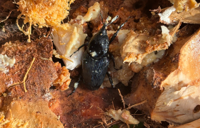 Figura 1. <i>Rhynchophorus palmarum</i> (Curculionidae), Estación San Biológica Gerardo. Foto. Gloria Sihezar 7 enero 2026.