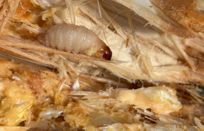 Figura 3. Larva de <i>Rhynchophorus palmarum</i> (Curculionidae), último estadio, Estación Biológica San Gerardo. Foto. Gloria Sihezar 7 enero 2026.