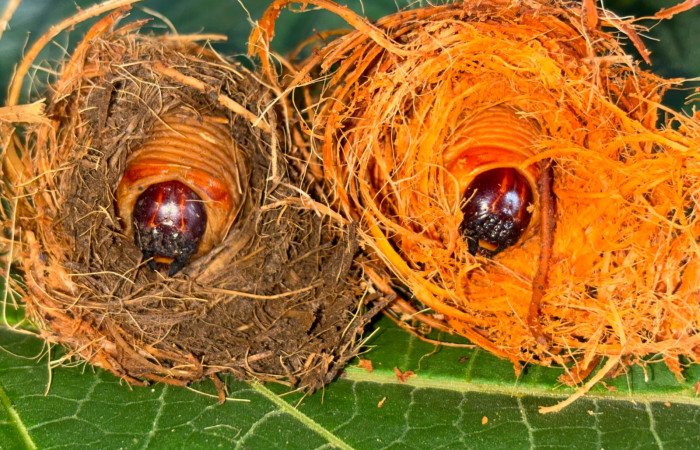 Figura 6. Prepupa de <i>Rhynchophorus palmarum</i> (Curculionidae), Estación Biológica San Gerardo. Foto. Gloria Sihezar 7 enero 2026.