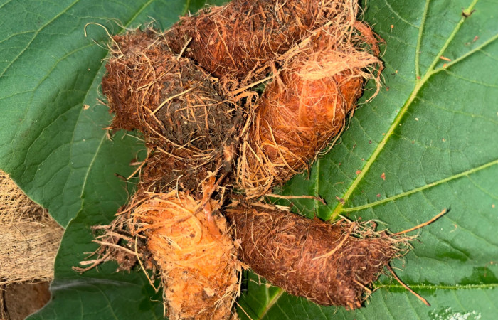 Figura 7. Capullos de <i>Rhynchophorus palmarum</i> (Curculionidae), Estación Bioleogica San Gerardo. Foto. Gloria Sihezar 7 enero 2026.