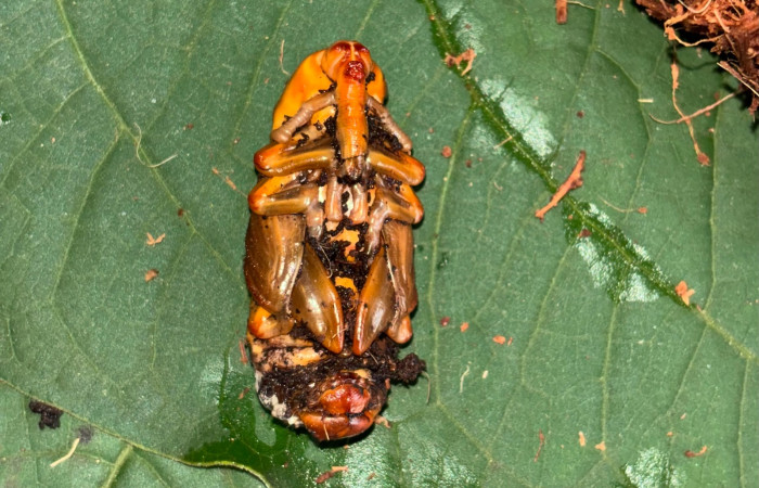 Figura 8. Pupa de <i>Rhynchophorus palmarum</i> (Curculionidae), vista ventral. Estación Bioleogica San Gerardo. Foto. Gloria Sihezar 7 enero 2026.