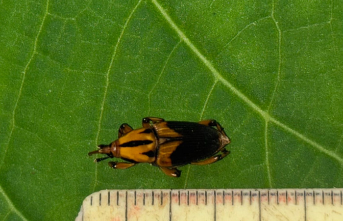 Figura 15 Picudo rayado, <i>Metamasius hemipterus</i> de la Familia (Staphylinidae), vista ventral. Estación Biológica San Gerardo. Foto. Gloria Sihezar 7 enero 2026.