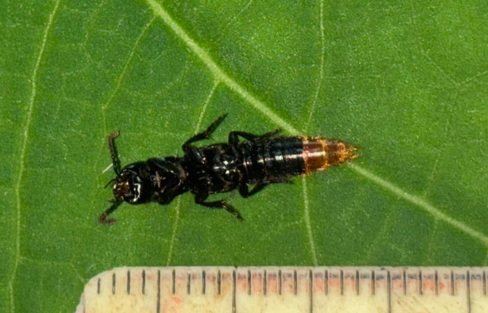 Figura 14. Pertenece de la Familia (Staphylinidae), vista ventral. Estación Biológica San Gerardo. Foto. Gloria Sihezar, 7 enero 2026.