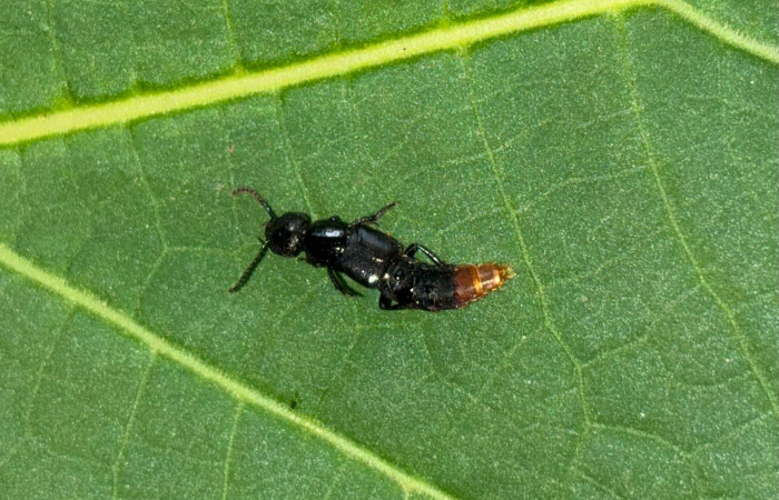 Figura 13. Pertenece a la familia (Staphylinidae), vista ventral. Estación Biológica San Gerardo. Foto. Gloria Sihezar 7 enero 2026.