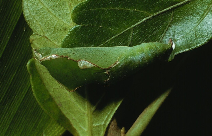 Figura 10. Pupa Lateral entero <i>Epiphile adrasta</i>, (Nymphalidae). Sector Cacao, Sendero Ponderosa, (elevación 1060 metros). Colectada 26 abril 2003. (03-SRNP-4008-DHJ72979.jpg).