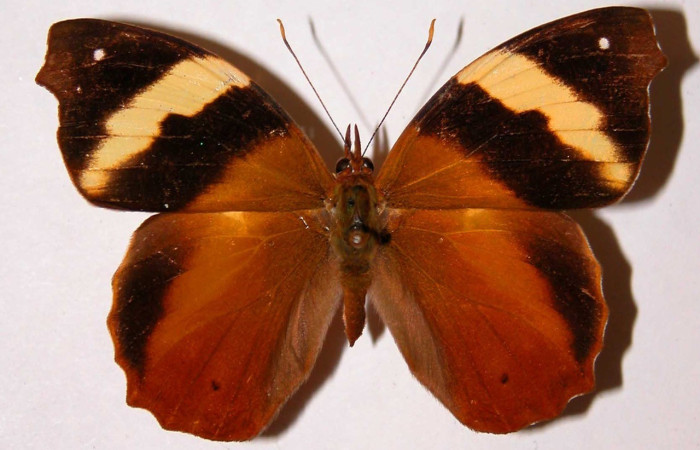 Figura 11. Adulto <i>Epiphile adrasta</i> (Nymphalidae), posición vista dorsal. (83-SRNP-770-DHJ34440).