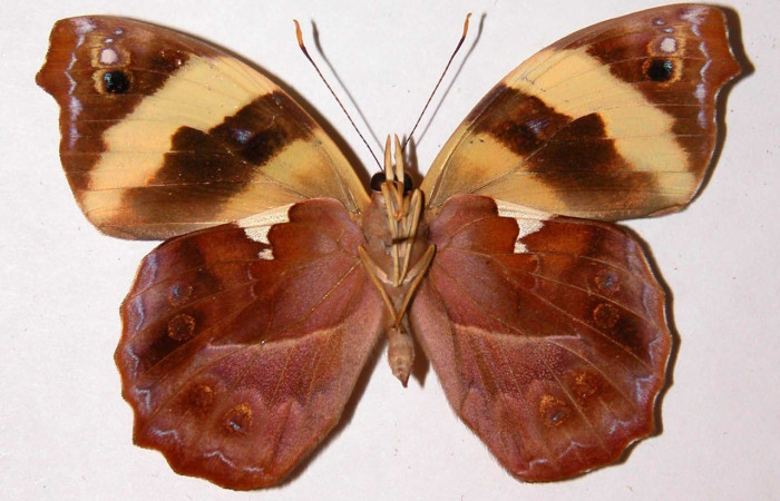 Figura 12. Adulto <i>Epiphile adrasta</i> (Nymphalidae), posición vista ventral. (83-SRNP-770-DHJ34441).