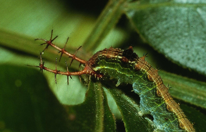 Figura 3. Lateral entero <i>Epiphile adrasta</i>, (Nymphalidae), en la planta <i>Paullinia costaricensis</i> (Sapindaceae). Sector Cacao, Sendero Ponderosa, (elevación 1060 metros). Colectada 26 abril 2003. (03-SRNP-4008-DHJ72973.jpg).