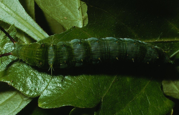 Figura 4. Dorsal entero <i>Epiphile adrasta</i>, (Nymphalidae), en la planta <i>Paullinia costaricensis</i> (Sapindaceae). Sector Cacao, Sendero Ponderosa, (elevación 1060 metros). Colectada 26 abril 2003. (03-SRNP-4007-DHJ72952.jpg).
