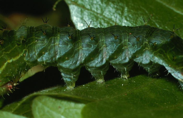 Figura 5. Lateral entero <i>Epiphile adrasta</i>, (Nymphalidae), en la planta <i>Paullinia costaricensis</i> (Sapindaceae). Sector Cacao, Sendero Ponderosa, (elevación 1060 metros). Colectada 26 abril 2003. (03-SRNP-4007-DHJ72956.jpg).