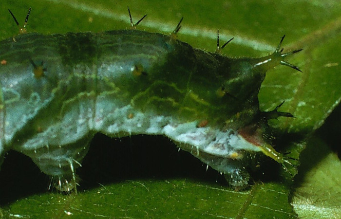 Figura 7.Parte posterior <i>Epiphile adrasta</i>, (Nymphalidae), en la planta <i>Paullinia costaricensis</i> (Sapindaceae). Sector Cacao, Sendero Ponderosa, (elevación 1060 metros). Colectada 26 abril 2003. (03-SRNP-4007-DHJ72957.jpg).