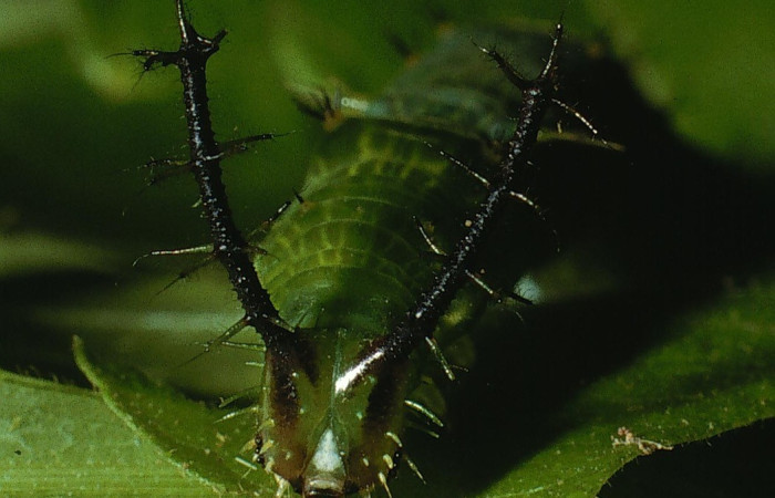 Figura 8.Cabeza <i>Epiphile adrasta</i>, (Nymphalidae), en la planta <i>Paullinia costaricensis</i> (Sapindaceae). Sector Cacao, Sendero Ponderosa, (elevación 1060 metros). Colectada 26 abril 2003. (03-SRNP-4007-DHJ72965.jpg).