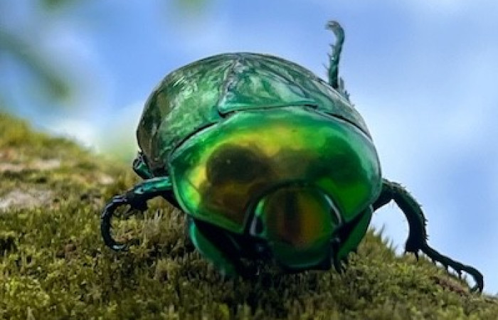 Figura. 2 Cabeza <i>Macraspis chrysis</i>, (Scarabaeidae). Area de Conservación Guanacaste. (elevación 566 metros), observada el 16 diciembre 2025. Foto. Jorge Hernández, parataxónomo, ACG. 