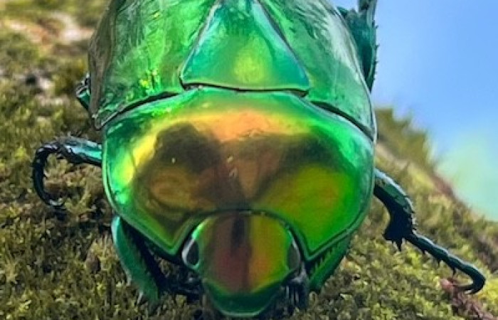 Figura. 3 Cabeza <i>Macraspis chrysis</i>, (Scarabaeidae). Area de Conservación Guanacaste. (elevación 566 metros), observada el 16 diciembre 2025. Foto. Jorge Hernández, parataxónomo, ACG. 