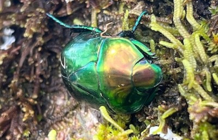 Figura. 4 Dorsal entero <i>Macraspis chrysis</i>, (Scarabaeidae). Area de Conservación Guanacaste. (elevación 566 metros), observada el 16 diciembre 2025. Foto. Jorge Hernández, parataxónomo, ACG. 