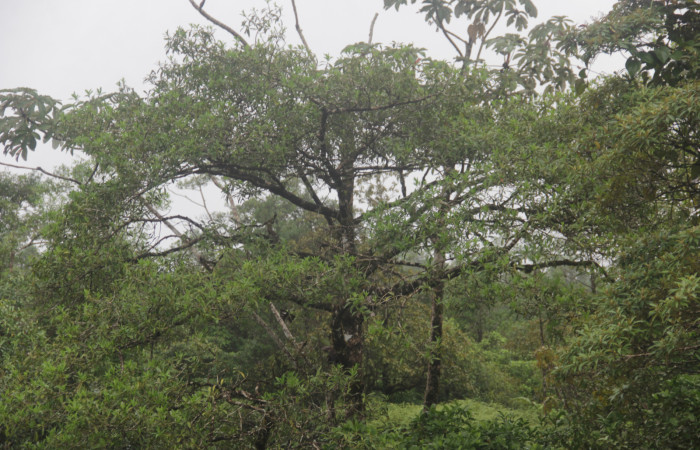 (Fig. 02) Forma del árbol de <i>Myrsine coriaceae</i>, alrededores de Estación Pitilla. Fotografía 19 Enero 2026. Calixto Moraga.