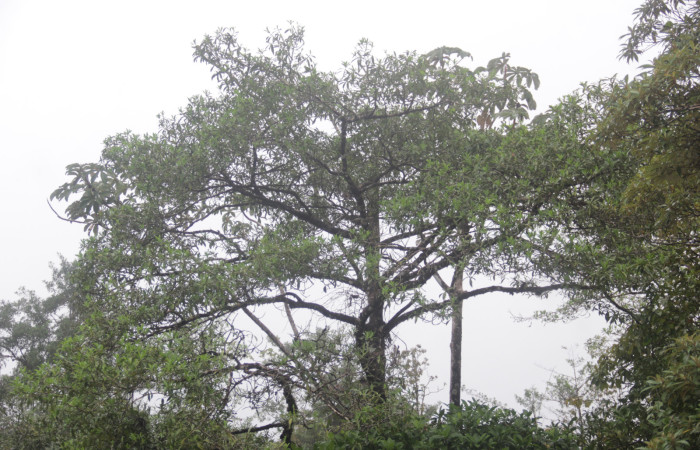 (Fig. 03) Forma del árbol de <i>Myrsine coriaceae</i>, alrededores de Estación Pitilla. Fotografía 19 Enero 2026. Calixto Moraga.