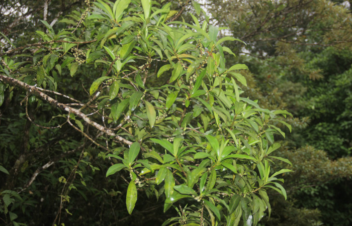 (Fig. 08) Rama de <i>Myrsine coriaceae</i>, en plena floración. Estación Pitilla. Fotografía 19 Enero 2026. Calixto Moraga.