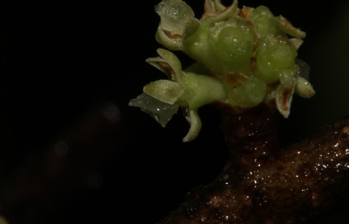 (Fig. 13) Detalle de flor de <i>Myrsine coriaceae</i>, vista lateral. Estación Pitilla. Fotografía 19 Enero 2026. Calixto Moraga.