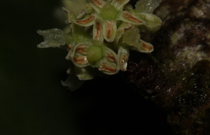 (Fig. 15) Detalle floral de <i>Myrsine coriaceae</i>, vista lateral del estigma con su extremo bifido. Estación Pitilla. Fotografía 19 Enero 2026. Calixto Moraga.
