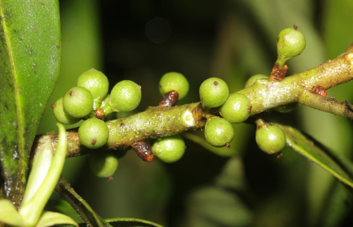 (Fig. 17) Frutos de <i>Myrsine coriaceae</i>. Estación Pitilla. Fotografía 19 Enero 2026. Calixto Moraga.