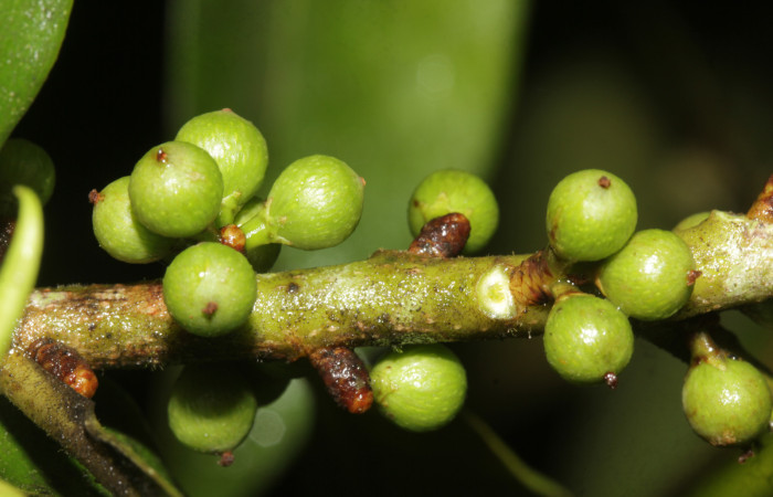 (Fig. 18) Frutos de <i>Myrsine coriaceae</i>. Estación Pitilla. Fotografía 19 Enero 2026. Calixto Moraga.