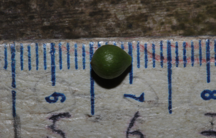 (Fig. 19) Frutos de <i>Myrsine coriaceae</i>. Estación Pitilla. Fotografía 19 Enero 2026. Calixto Moraga.