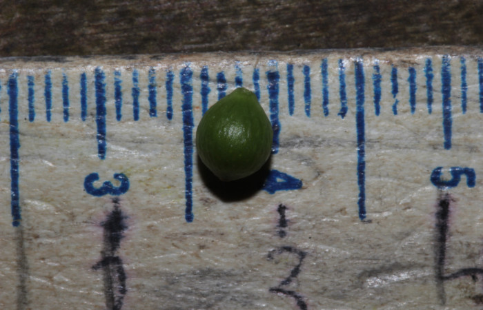 (Fig. 20) Frutos de <i>Myrsine coriaceae</i>. Estación Pitilla. Fotografía 19 Enero 2026. Calixto Moraga.