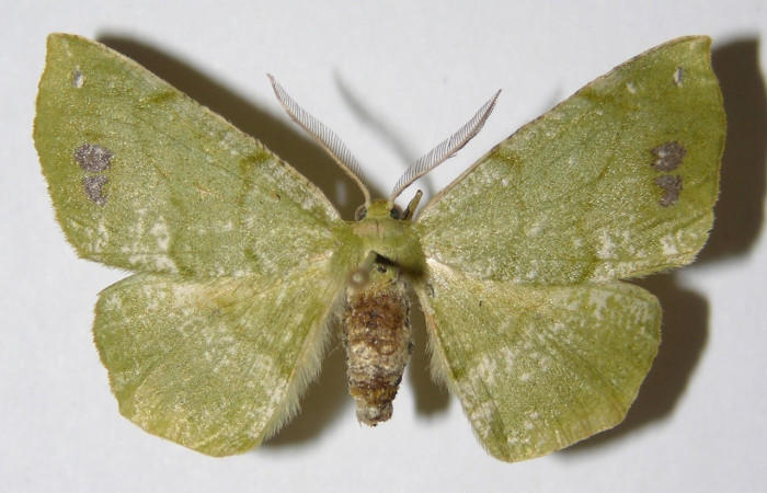  Adulto en posición dorsal de <i>Himeromima aulis</i> (Geometridae). Sector El Hacha, Finca Araya. Voucher 02-SRNP-4403-DHJ325350.  