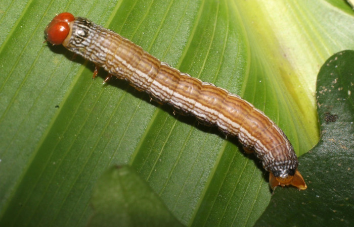  Larva en posición lateral de <i>Himeromima aulis</i> (Geometridae), U estadio. Sector Pailas,PL12. Voucher 17-SRNP-55566-DHJ492633.jpg.