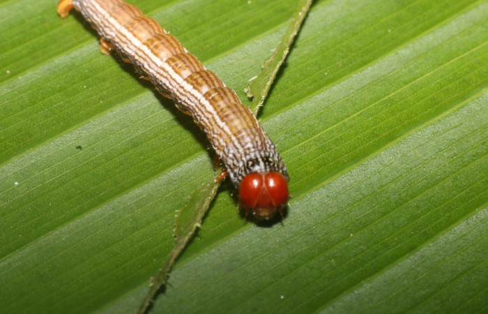  Cabeza en posición frontal de <i>Himeromima aulis</i> (Geometridae), U estadio. Sector Pailas,PL12. Voucher 17-SRNP-55566-DHJ492634.jpg.