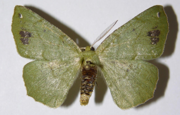  Adulto en posición dorsal de <i>Himeromima aulis</i> (Geometridae). Sector Del Oro, Quebrada Trigal. Voucher 04-SRNP-26218-DHJ325354.