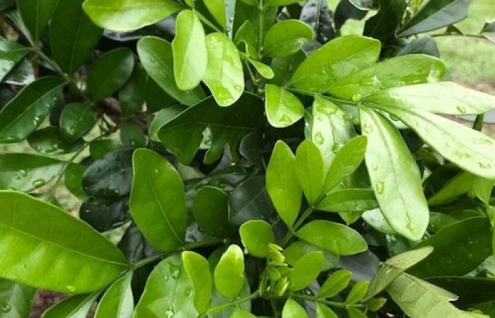  Planta de <i>Trichilia havanensis</i> (Meliaceae), planta hospedera de <i>Himeromima aulis</i> (Geometridae). Tomado de PlantNet, Área de Conservación Guanacaste, Costa Rica.