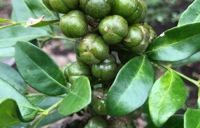  Frutos de <i>Trichilia havanensis</i> (Meliaceae), planta hospedera de <i>Himeromima aulis</i> (Geometridae). Tomado de PlantNet, Área de Conservación Guanacaste, Costa Rica.  