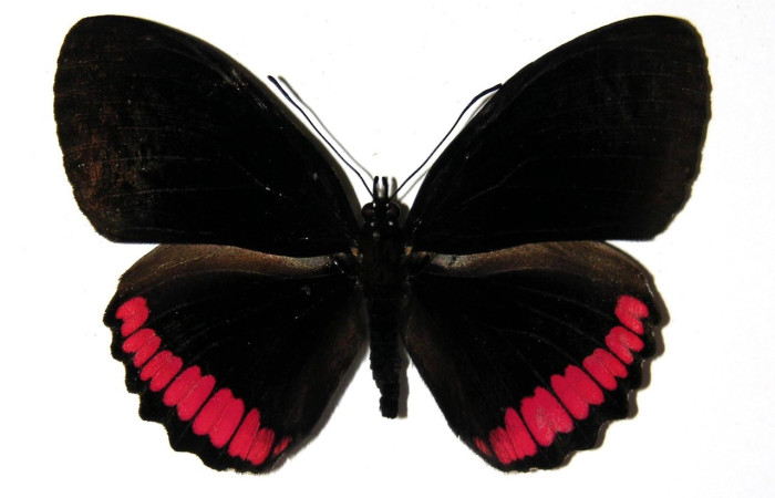 Figura 10. Adulto <i>Biblis</i> aganisaDHJ01
(Nymphalidae), posición vista dorsal. (04-SRNP-46916-DHJ97708).